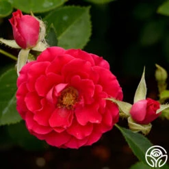 Danny Boy™ -FloraFinesse Shop danny boy 4