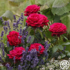 Parfuma® Dark Desire™ 7 Parfuma® Dark Desire™ -FloraFinesse Shop dark desire 3 1