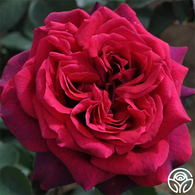 Parfuma® Dark Desire™ 2 Parfuma® Dark Desire™ - Image 2