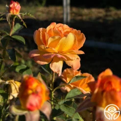 Dawn Chorus 9 Dawn Chorus -FloraFinesse Shop dawn chorus 11