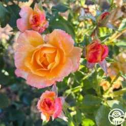 Dawn Chorus 11 Dawn Chorus -FloraFinesse Shop dawn chorus 12