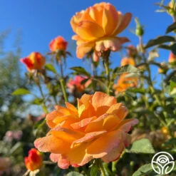 Dawn Chorus 10 Dawn Chorus -FloraFinesse Shop dawn chorus 13