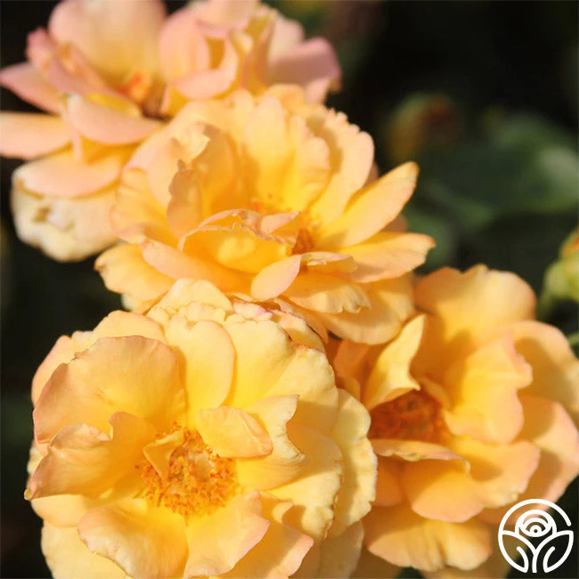 Dawn Chorus 2 Dawn Chorus - Image 2