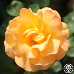 Dawn Chorus 8 Dawn Chorus -FloraFinesse Shop dawn chorus 3 1