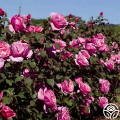 Dee-Lish® -FloraFinesse Shop deelish 3