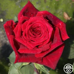 Deep Secret -FloraFinesse Shop deep secret 18