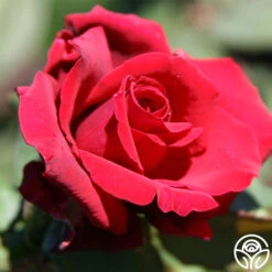 Deep Secret -FloraFinesse Shop deep secret 3 1