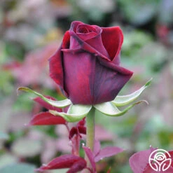 Deep Secret -FloraFinesse Shop deep secret 4 1