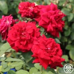 Deep Secret -FloraFinesse Shop deep secret 6 1