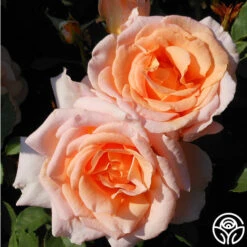 Desirée™ -FloraFinesse Shop desiree 3 8