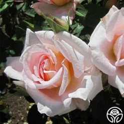 Desirée™ -FloraFinesse Shop desiree 4 8