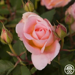 Desirée™ -FloraFinesse Shop desiree 7