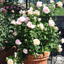 Desirée™ -FloraFinesse Shop desiree 8