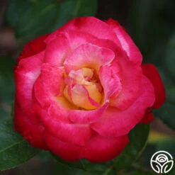 Dick Clark -FloraFinesse Shop dick clark 3