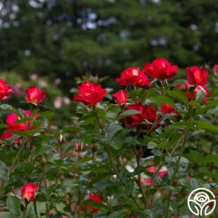 Dick Clark -FloraFinesse Shop dick clark 7