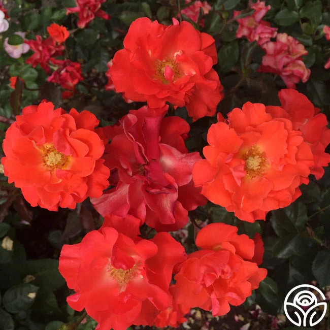 Disco Dancer® 2 Disco Dancer® - Image 2