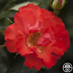 Disco Dancer® 7 Disco Dancer® -FloraFinesse Shop disco dancer 4 1 1