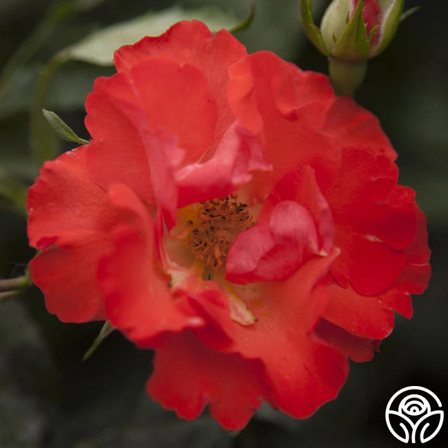 Disco Dancer® 3 Disco Dancer® - Image 3