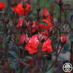 Disco Dancer® 8 Disco Dancer® -FloraFinesse Shop disco dancer 5