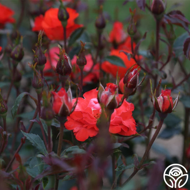 Disco Dancer® 4 Disco Dancer® - Image 4