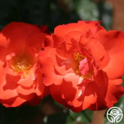 Disco Dancer® 9 Disco Dancer® -FloraFinesse Shop disco dancer 6