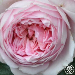 Discovery™ 7 Discovery™ -FloraFinesse Shop discovery 4 1