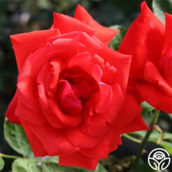 Dolly Parton -FloraFinesse Shop dolly parton 1 1 1