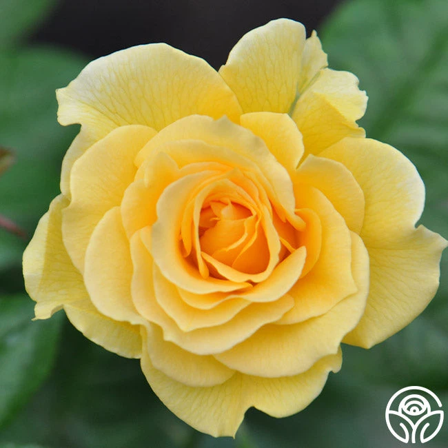 Doris Day® 2 Doris Day® - Image 2