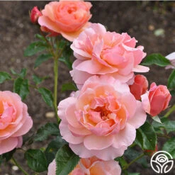 Douglas Gandy™ -FloraFinesse Shop douglas gandy 5 8