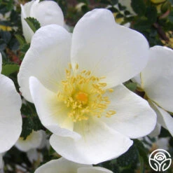 Dunwich Rose -FloraFinesse Shop dunwich rose 4 1 1