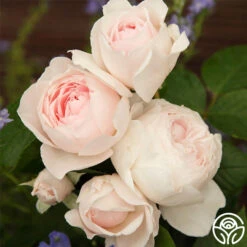 Parfuma® Earth Angel 13 Parfuma® Earth Angel -FloraFinesse Shop earth angel 4