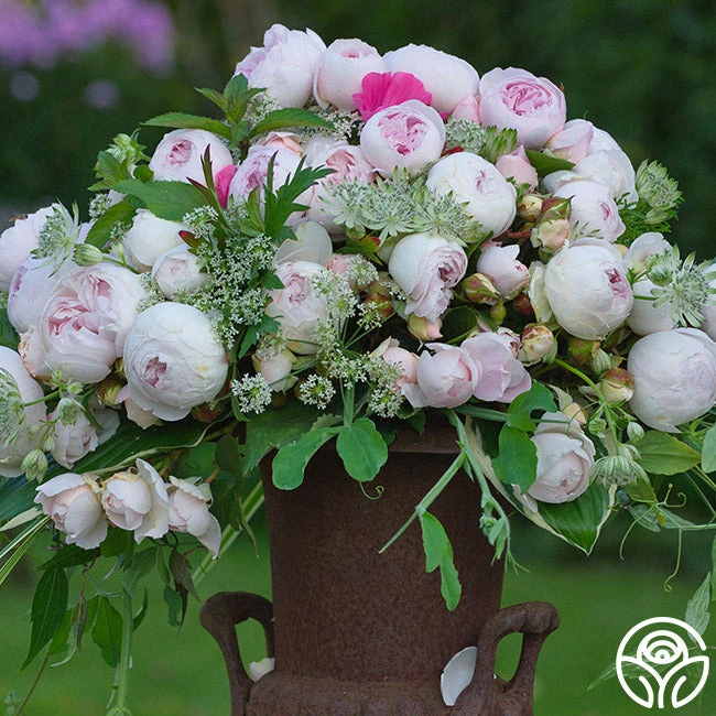 Parfuma® Earth Angel 2 Parfuma® Earth Angel - Image 2