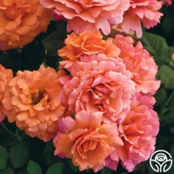 Easy Does It™ -FloraFinesse Shop easy does it 1 1