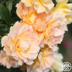 Easy Going™ -FloraFinesse Shop easy going 11