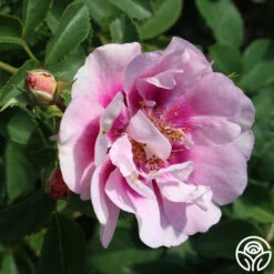 Easy On The Eyes™ -FloraFinesse Shop easy on the eyes 3 1