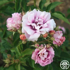 Easy On The Eyes™ -FloraFinesse Shop easy on the eyes 5