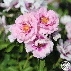 Easy On The Eyes™ -FloraFinesse Shop easy on the eyes 6