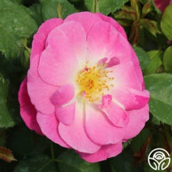 Easy To Please™ -FloraFinesse Shop easy to please 4 1