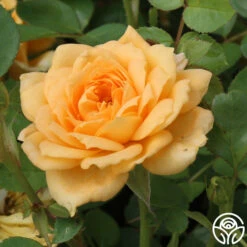 Edith's Darling™ -FloraFinesse Shop edith darling logo