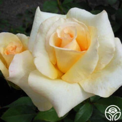 Elegant Beauty -FloraFinesse Shop elegant beauty 1 8