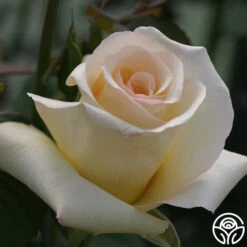 Elegant Beauty -FloraFinesse Shop elegant beauty 5