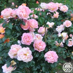 Elle® 9 Elle® -FloraFinesse Shop elle 15