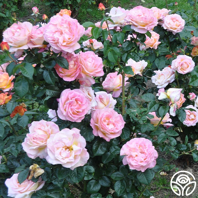 Elle® 4 Elle® - Image 4