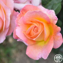 Elle® 10 Elle® -FloraFinesse Shop elle 3 8