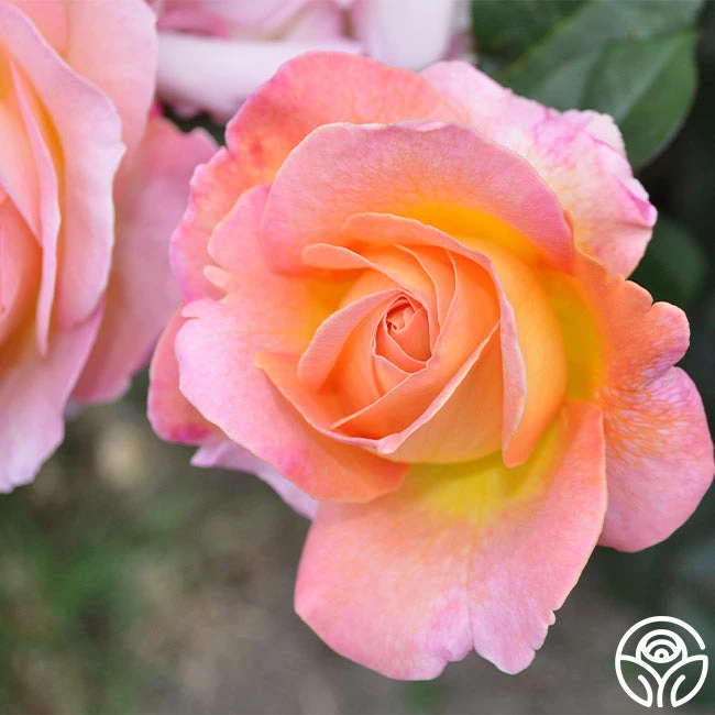 Elle® 5 Elle® - Image 5