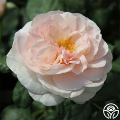 English Miss -FloraFinesse Shop english miss 3