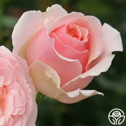 English Sachet™ -FloraFinesse Shop english sachet 2 8