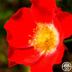 Eyepaint® -FloraFinesse Shop eyepaint 3