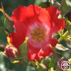 Eyepaint® -FloraFinesse Shop eyepaint 4