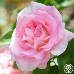 Falling In Love™ -FloraFinesse Shop falling in love 116